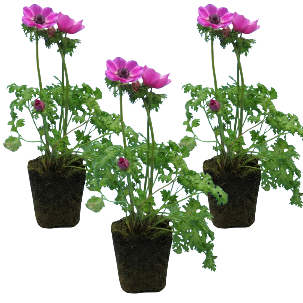 Anemone 'Harmony Orchid' — Hardy Perennial, 1L Pot (Set of 3 or 6)