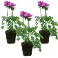 Anemone 'Harmony Orchid' — Hardy Perennial, 1L Pot (Set of 3 or 6)