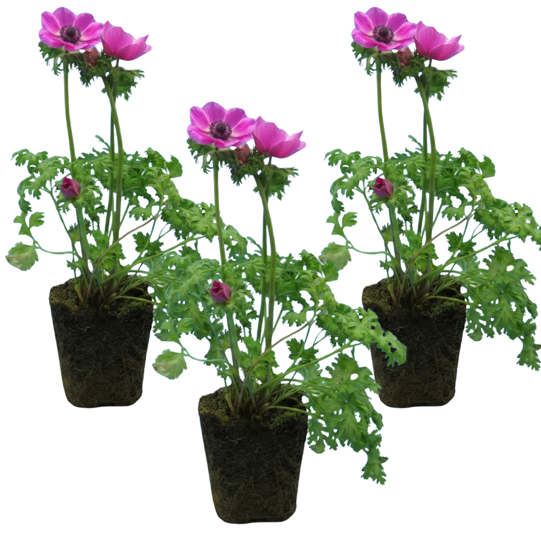 Anemone 'Harmony Orchid' — Hardy Perennial, 1L Pot (Set of 3 or 6)