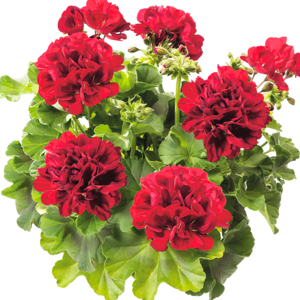 Pelargonium ‘Calliope Dark Red’ — Tender Perennial (grown as bedding), Bee-Friendly, 1L Pot