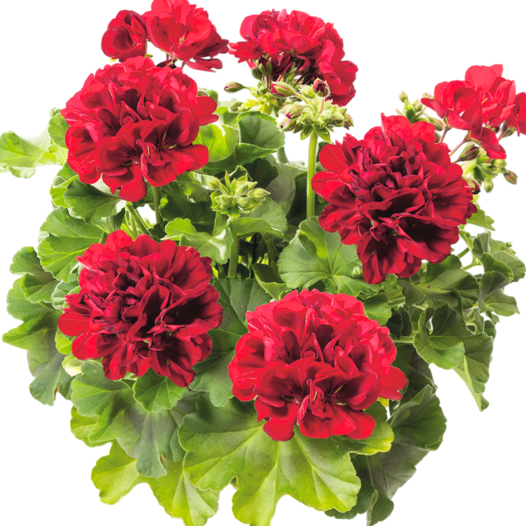 Pelargonium ‘Calliope Dark Red’ — Tender Perennial (grown as bedding), Bee-Friendly, 1L Pot