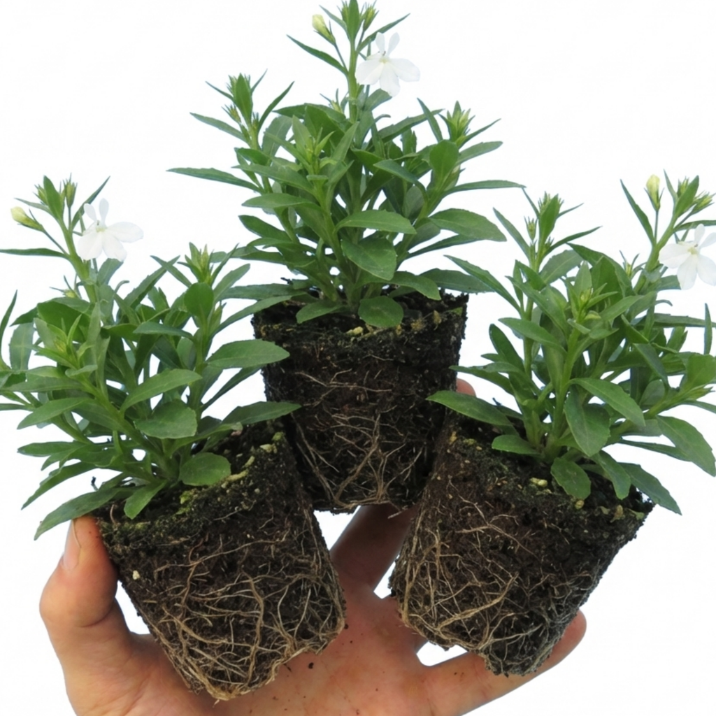 Lobelia 'Upright Sweet Springs White' — Half-Hardy Annual, Bee-Friendly, 10.5cm Pot (Set of 3 or 6)