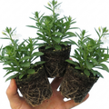 Lobelia 'Upright Sweet Springs White' — Half-Hardy Annual, Bee-Friendly, 10.5cm Pot (Set of 3 or 6)