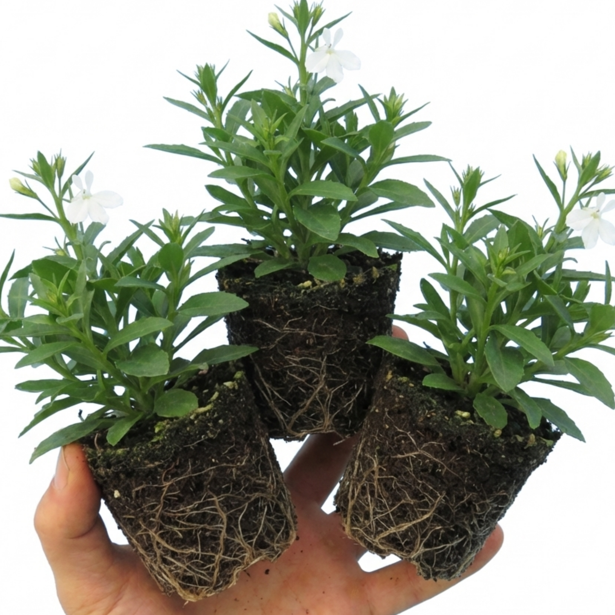 Lobelia 'Upright Sweet Springs White' — Half-Hardy Annual, Bee-Friendly, 10.5cm Pot (Set of 3 or 6)
