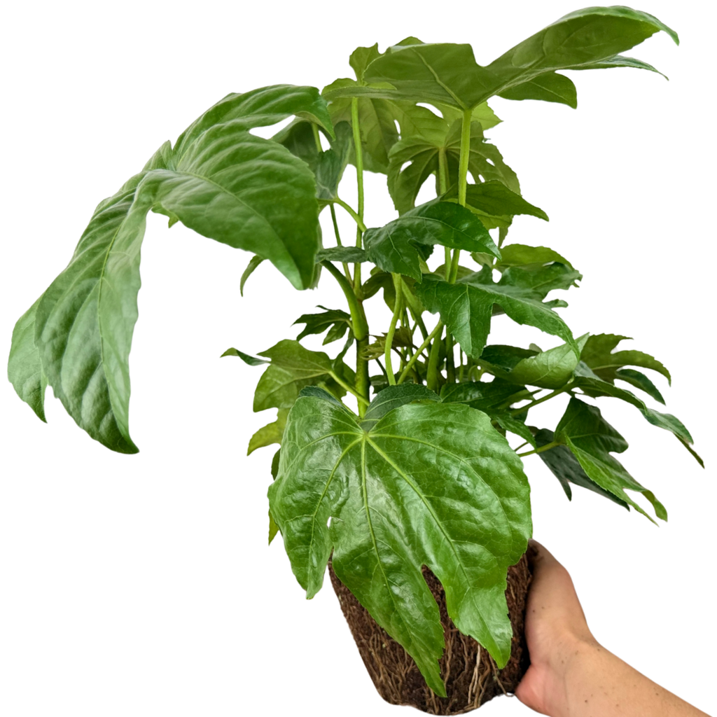 Fatsia ‘Japonica’ — Hardy Perennial, 3L Pot