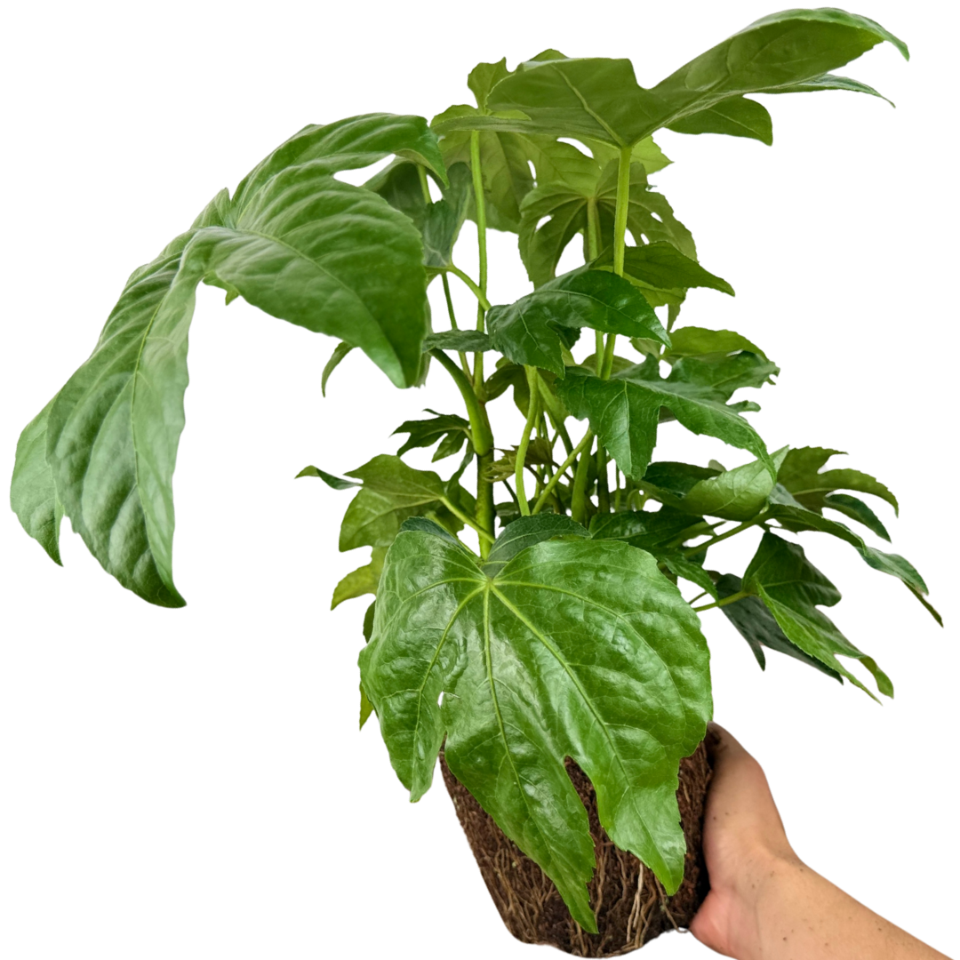 Fatsia ‘Japonica’ — Hardy Perennial, 3L Pot