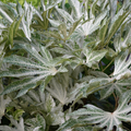 Fatsia ‘Spiders Web’ — Hardy Perennial, 3L Pot