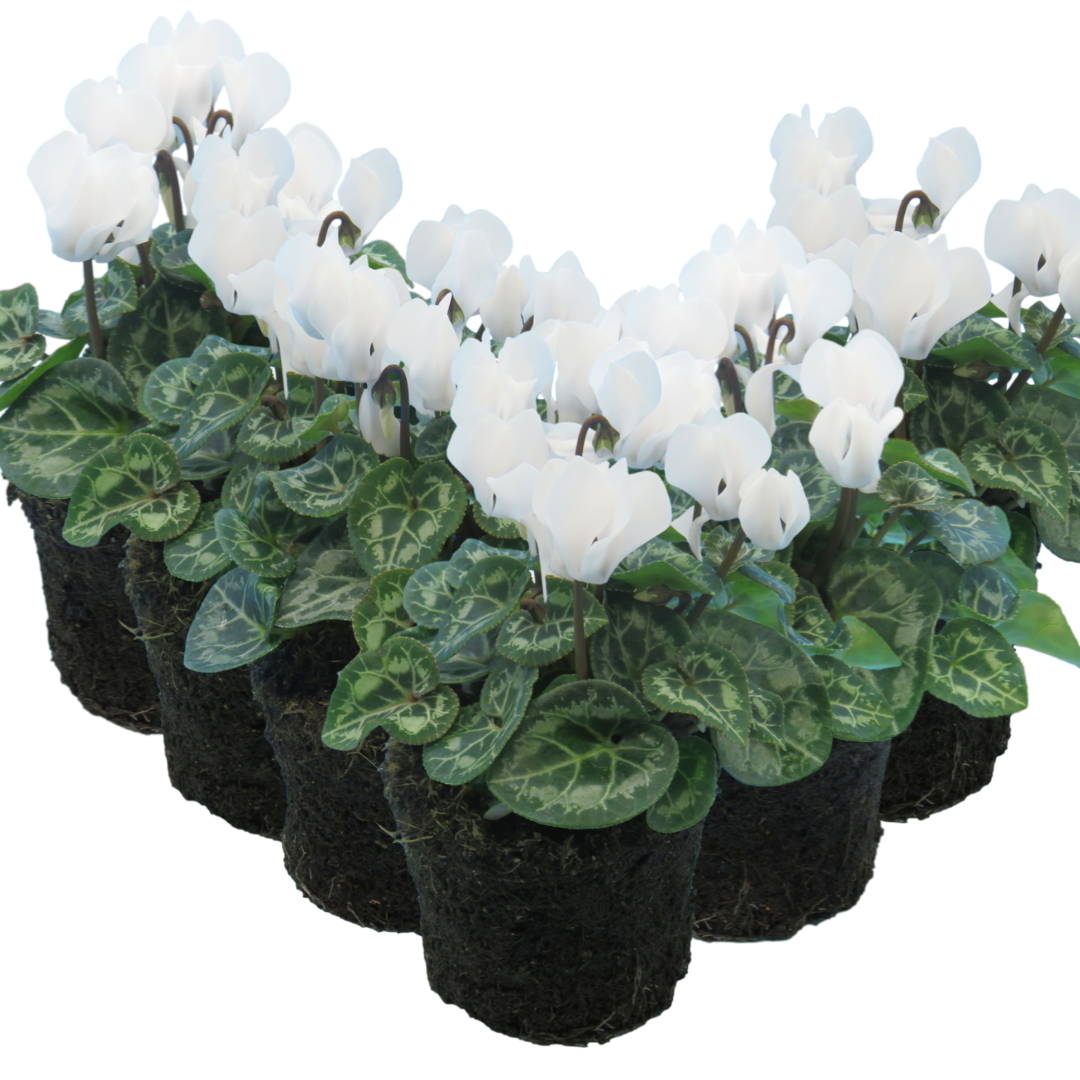 Cyclamen ‘Smartiz Blanc Pur’ — Tender Pot Plant (perennial in mild climates), 10.5cm Pot (Set of 3 or 6)