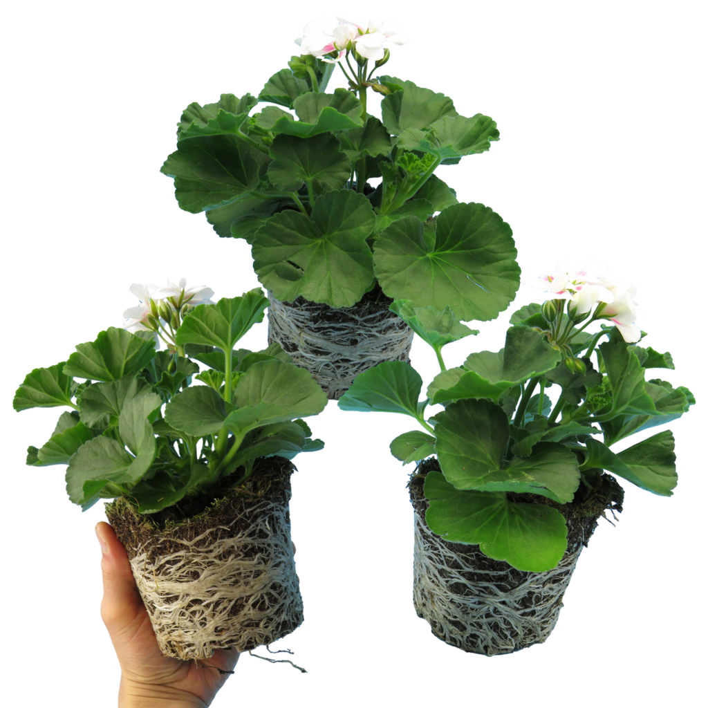 Pelargonium ‘Stella’ — Tender Perennial (grown as bedding), Bee-Friendly, 1L Pot (Set of 3 or 6)