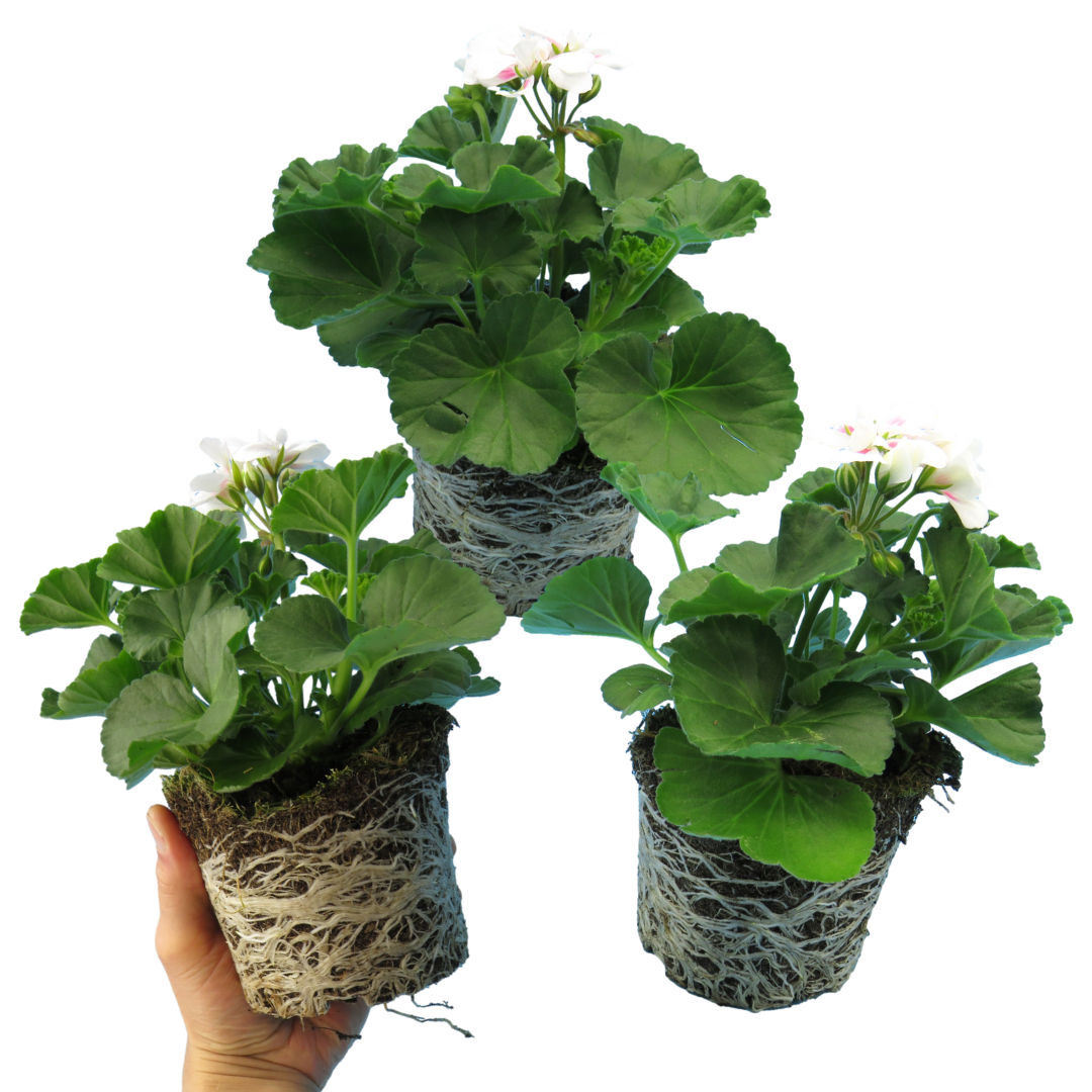 Pelargonium ‘Stella’ — Tender Perennial (grown as bedding), Bee-Friendly, 1L Pot (Set of 3 or 6)