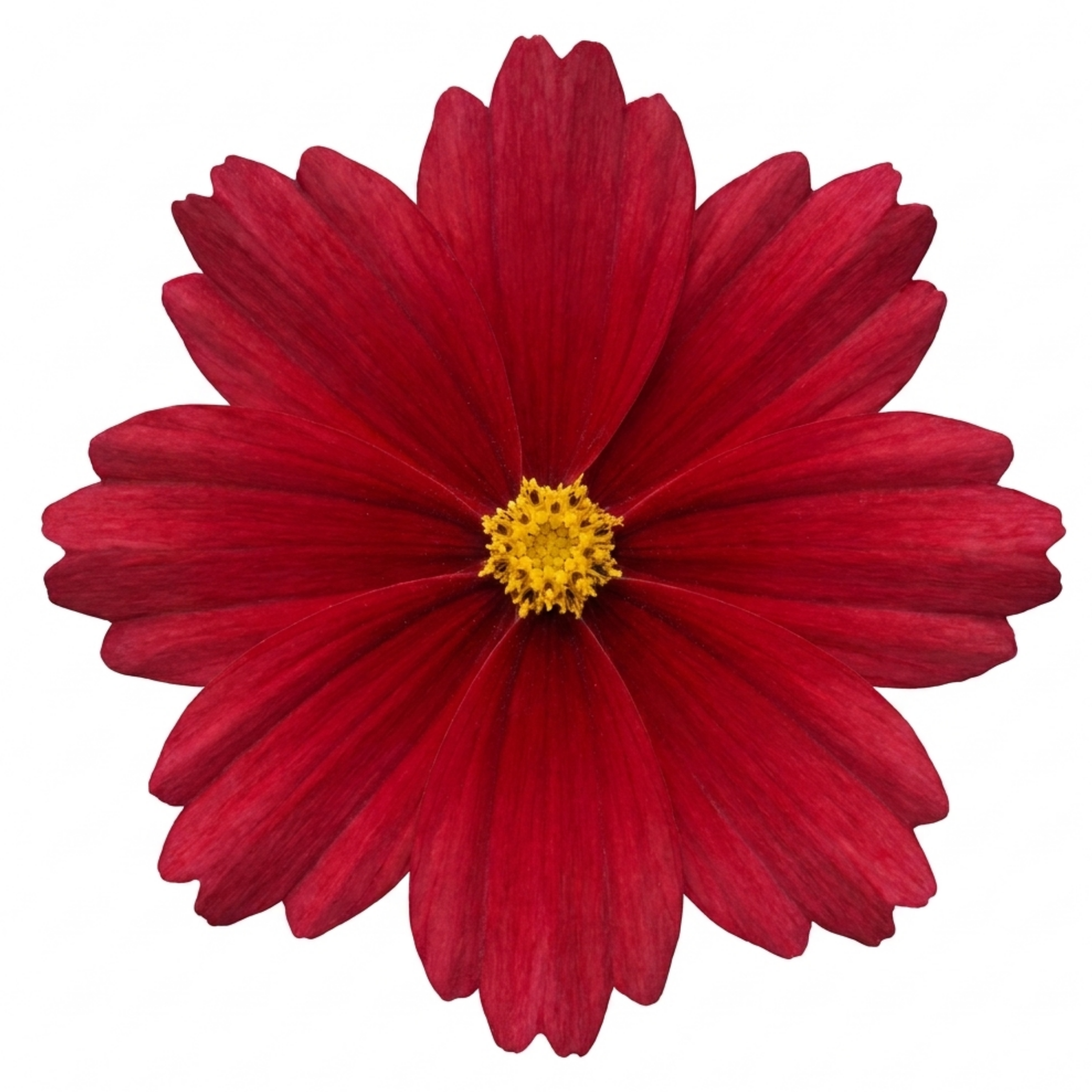 Coreopsis ‘Uptick Red’ — Hardy Perennial, Bee-Friendly, 1L Pot (Set of 3 or 6)