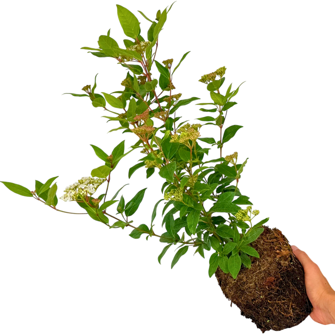 Viburnum ‘Lisarose’ — Hardy Shrub, 3L Pot