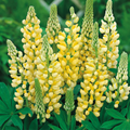 Lupin ‘Legendary Yellow Shades’ — Hardy Perennial, Bee-Friendly, 2L Pot