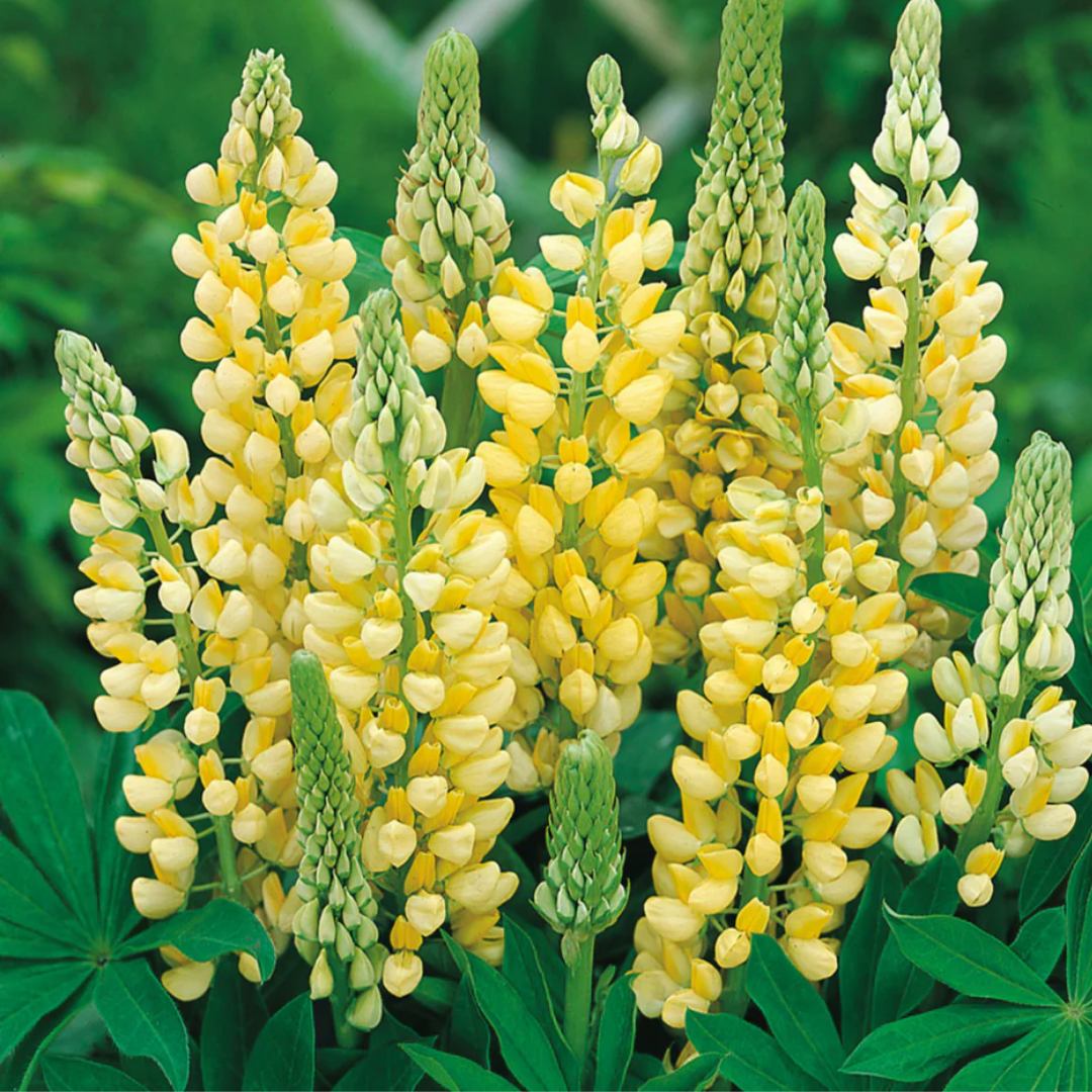 Lupin ‘Legendary Yellow Shades’ — Hardy Perennial, Bee-Friendly, 2L Pot