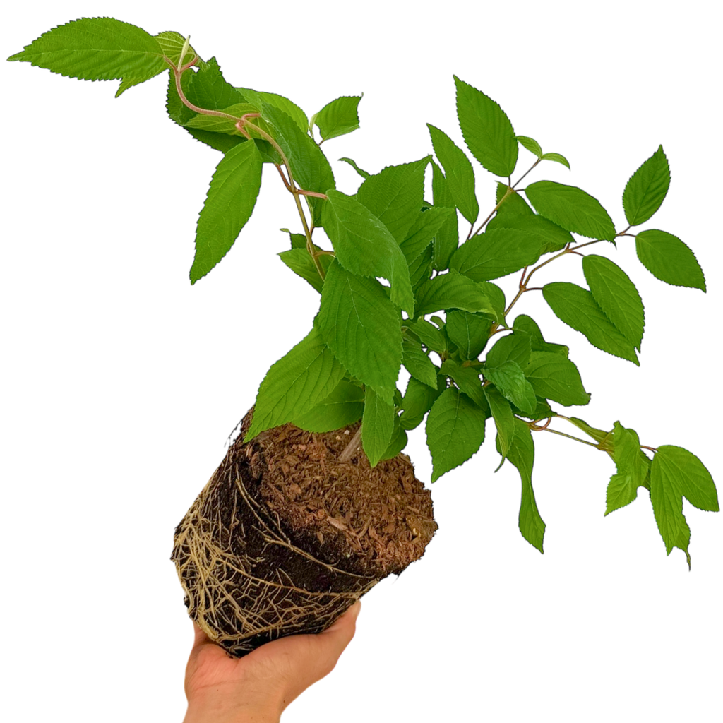 Viburnum ‘Mariesii’ — Hardy Shrub, 3L Pot
