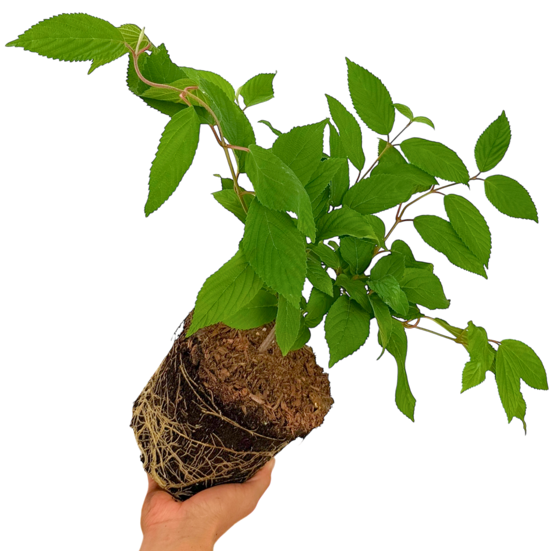 Viburnum ‘Mariesii’ — Hardy Shrub, 3L Pot