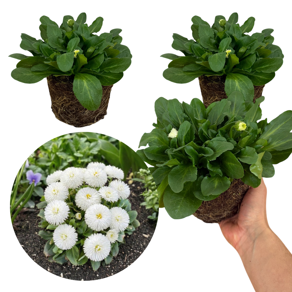 Bellis ‘Habanera White’ — Hardy Perennial, 1L Pot