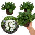 Bellis ‘Habanera White’ — Hardy Perennial, 1L Pot