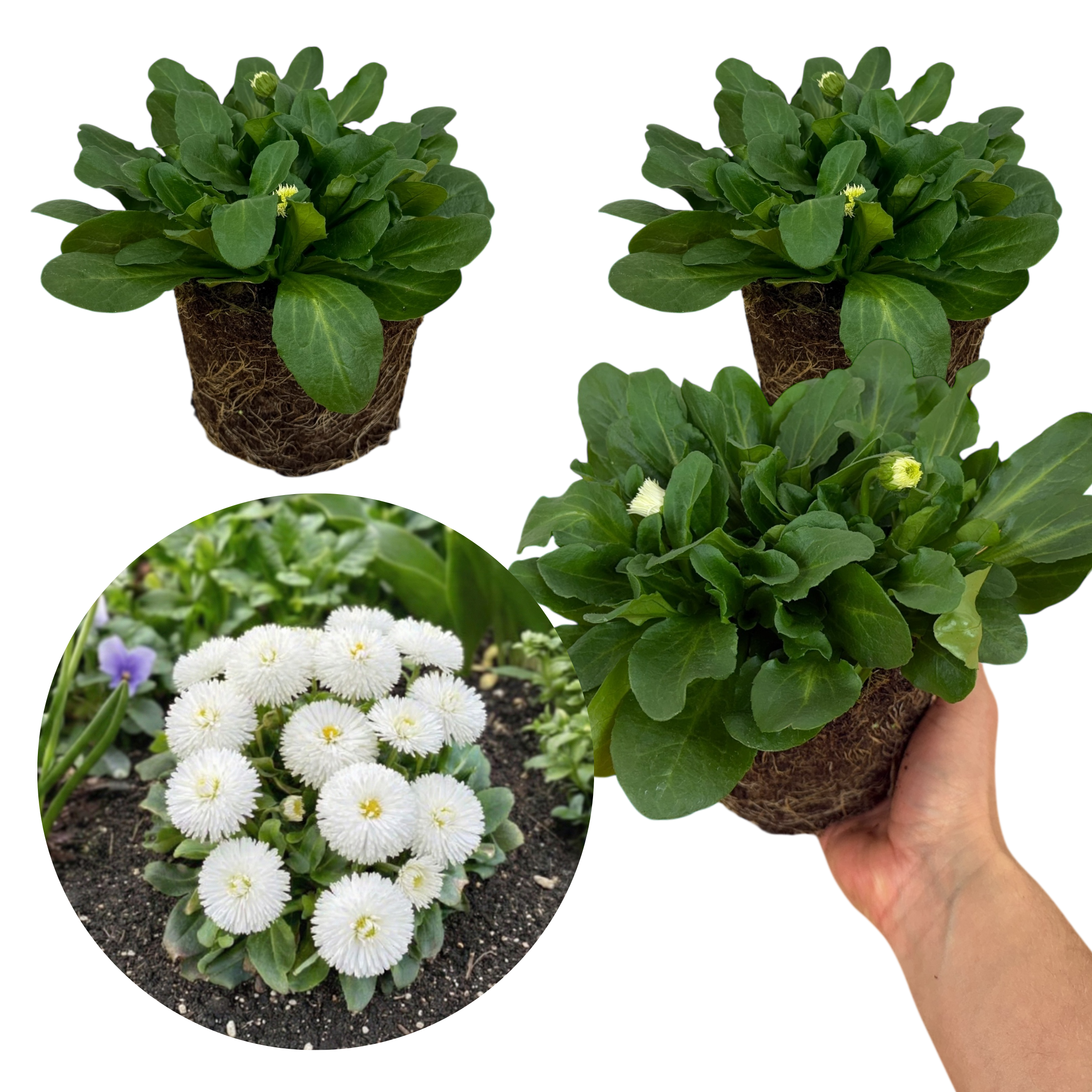 Bellis ‘Habanera White’ — Hardy Perennial, 1L Pot