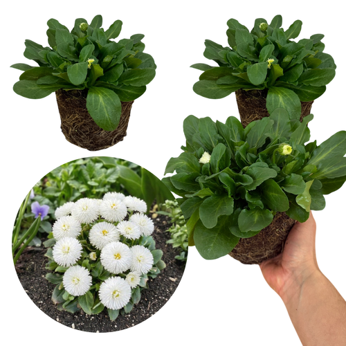 Bellis ‘Habanera White’ — Hardy Perennial, 1L Pot
