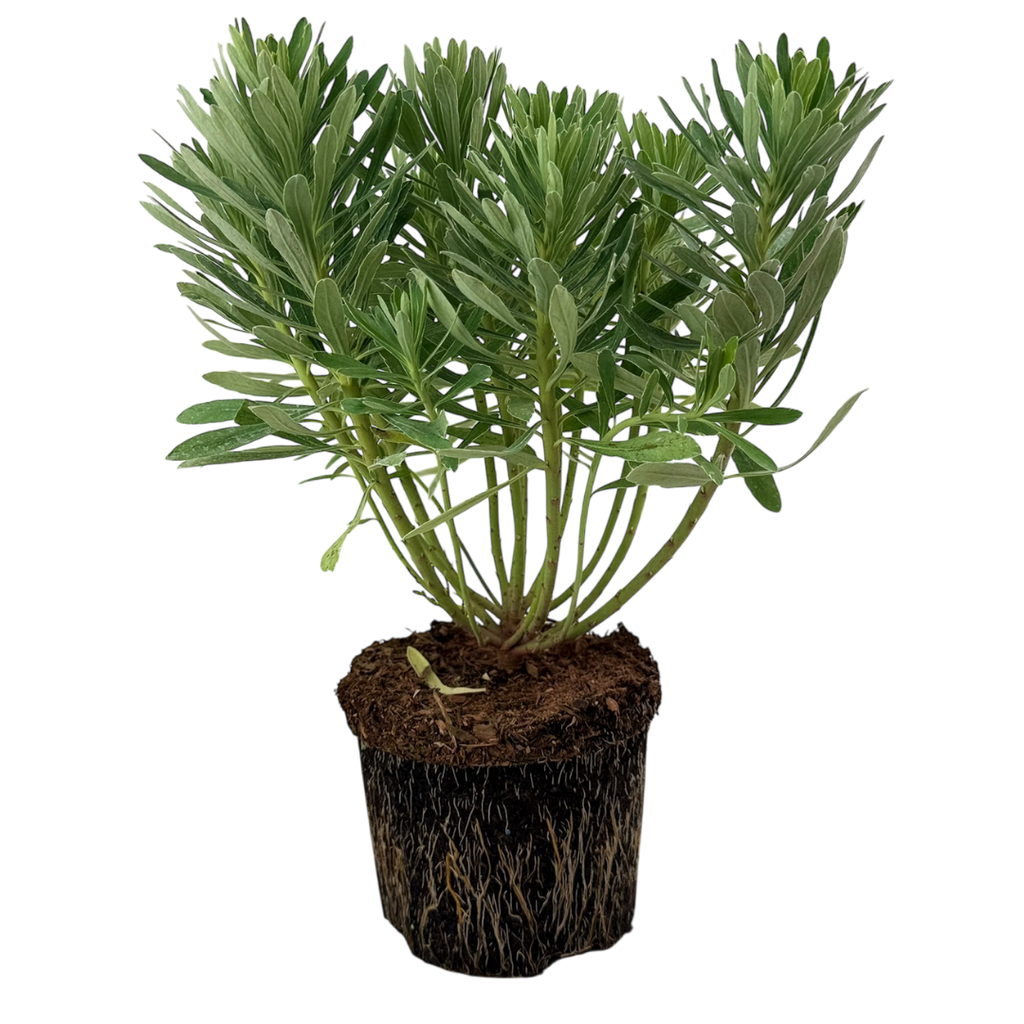 Euphorbia ‘Silver Edge’ — Hardy Shrub, 3L Pot
