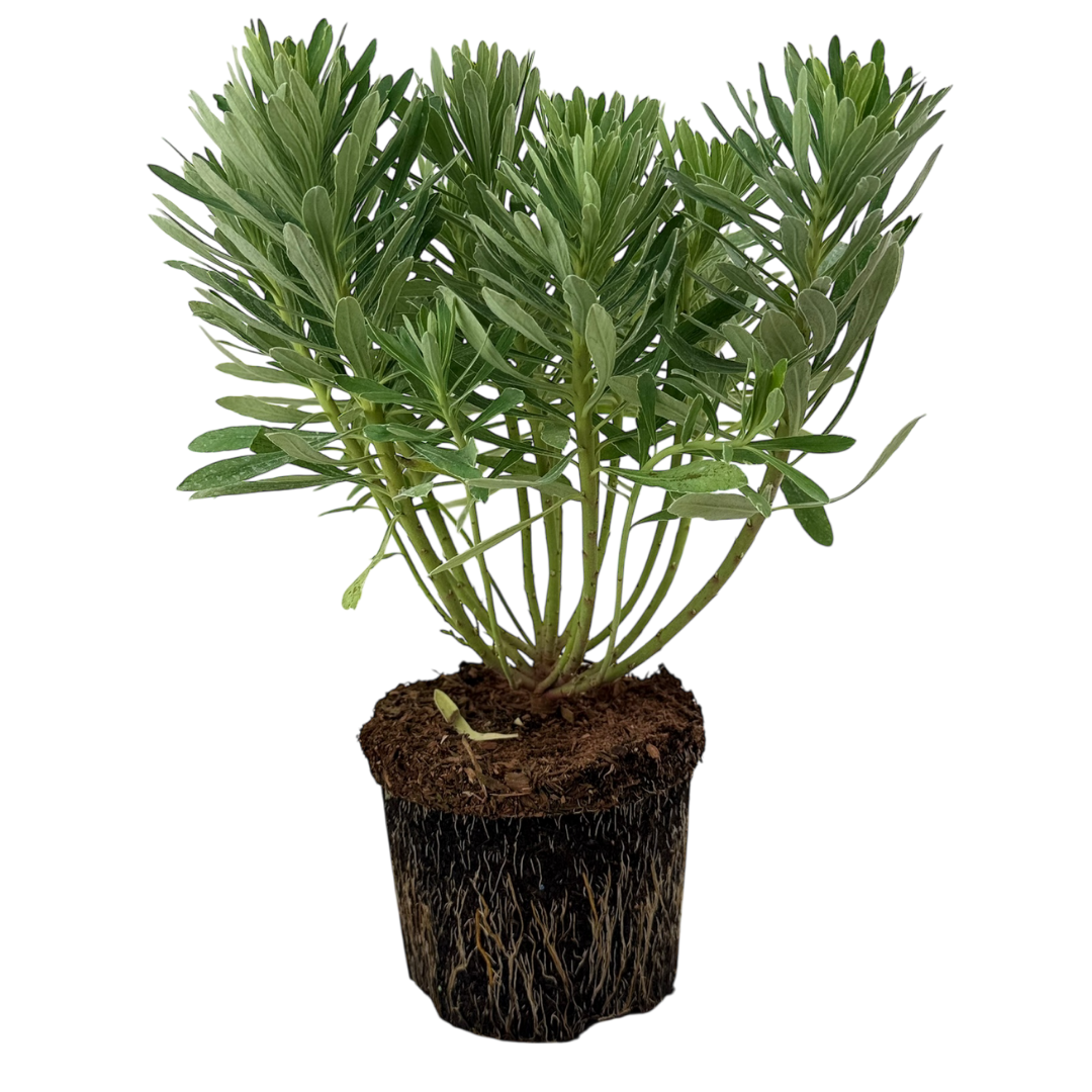 Euphorbia ‘Silver Edge’ — Hardy Shrub, 3L Pot