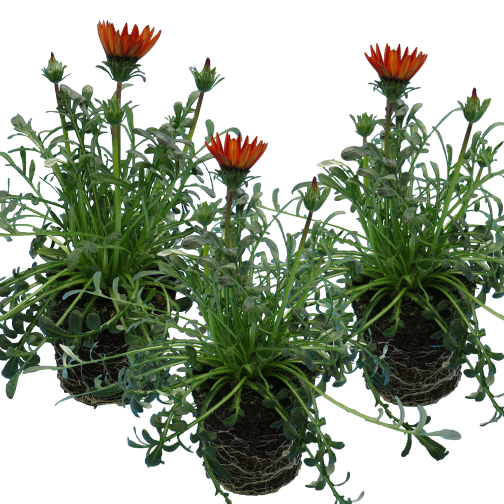 Gazania ‘Kiss Red’ — Hardy Perennial, 1L Pot (Set of 3 or 6)