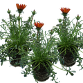 Gazania ‘Kiss Red’ — Hardy Perennial, 1L Pot (Set of 3 or 6)