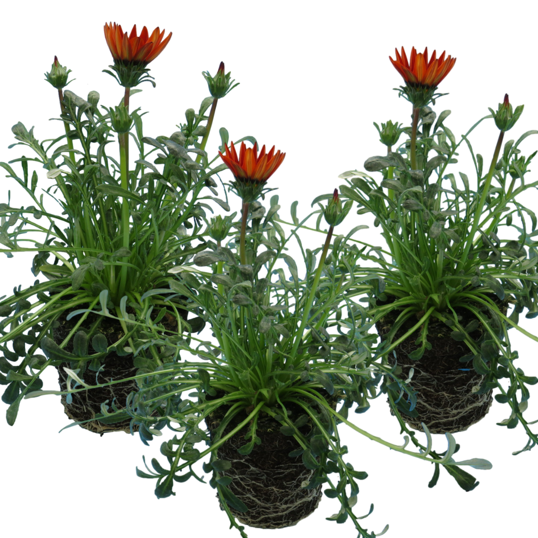 Gazania ‘Kiss Red’ — Hardy Perennial, 1L Pot (Set of 3 or 6)