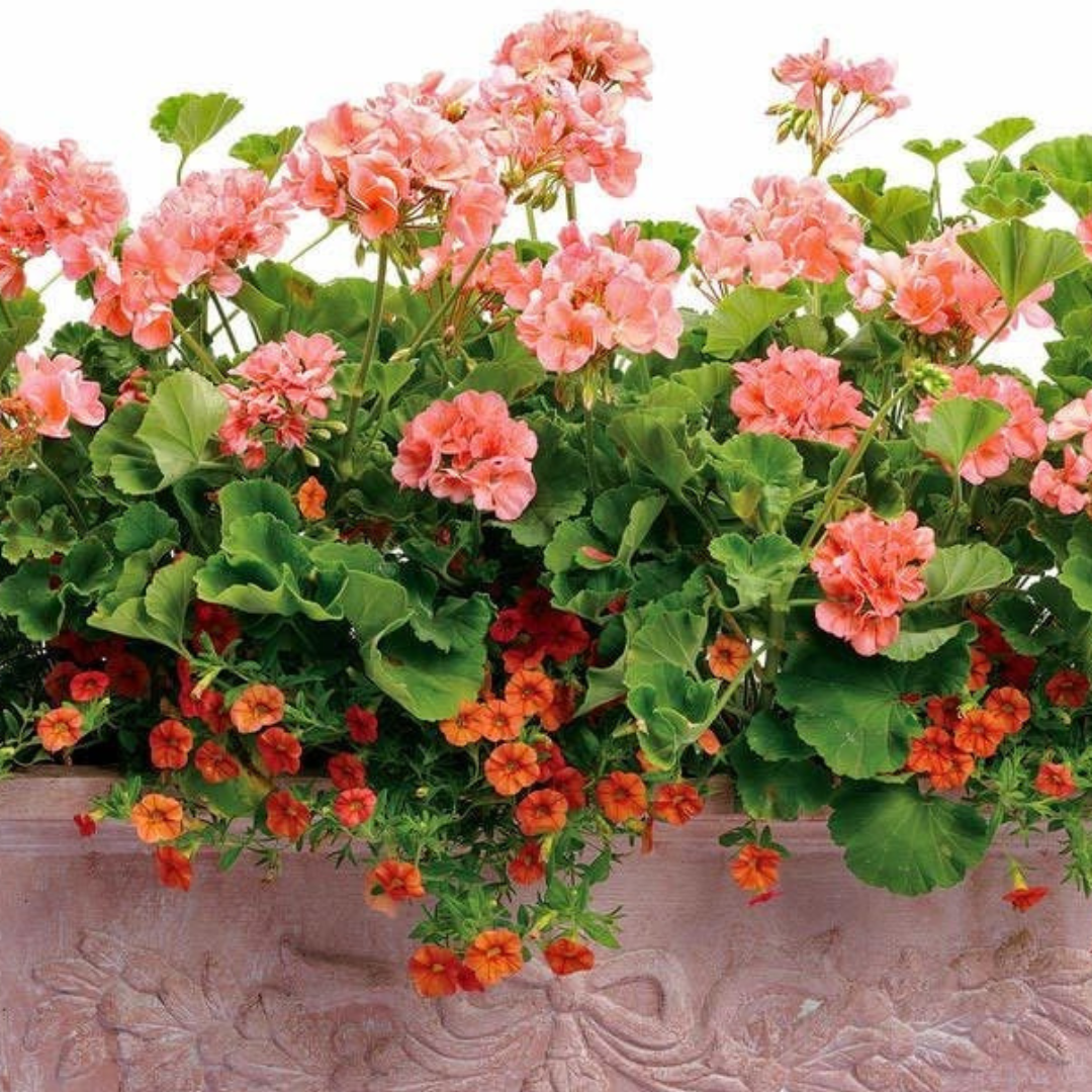 Pelargonium ‘Lenja’ — Tender Perennial (grown as bedding), Bee-Friendly, 1L Pot (Set of 3 or 6)
