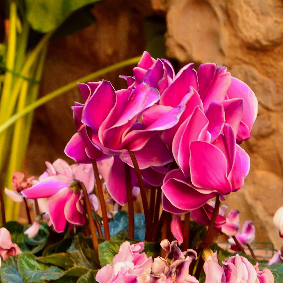 Cyclamen ‘Bicolour Pink Flame’ — Hardy Perennial, 1L Pot