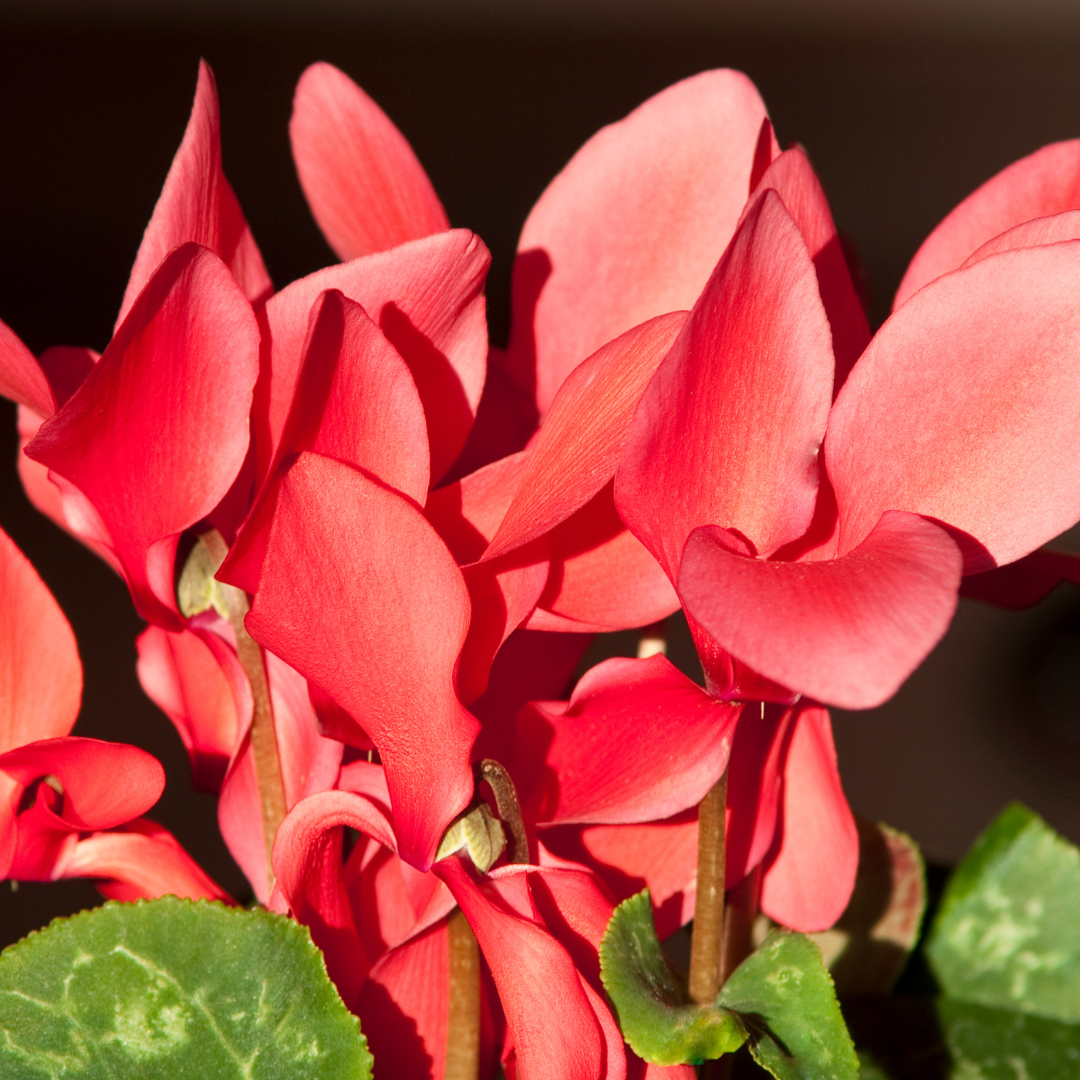 Cyclamen ‘Flame Scarlet’ — Hardy Perennial, 1L Pot