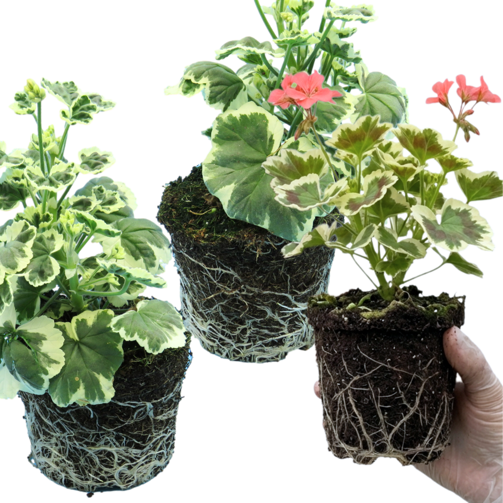 Pelargonium ‘Frank Hedley’ — Tender Perennial (grown as bedding), Bee-Friendly, 1L Pot (Set of 3 or 6)