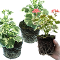 Pelargonium ‘Frank Hedley’ — Tender Perennial (grown as bedding), Bee-Friendly, 1L Pot (Set of 3 or 6)