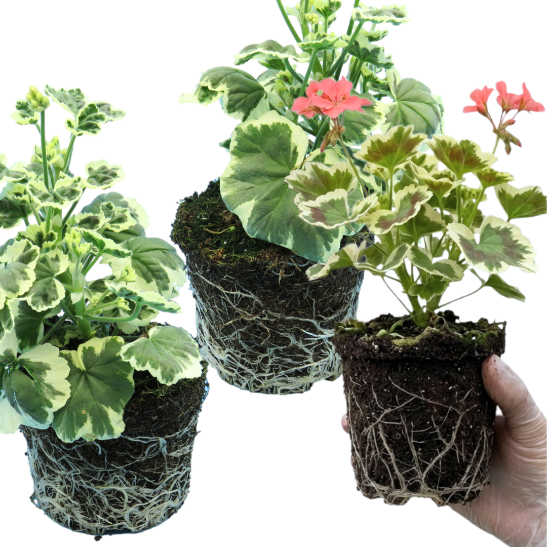 Pelargonium ‘Frank Hedley’ — Tender Perennial (grown as bedding), Bee-Friendly, 1L Pot (Set of 3 or 6)