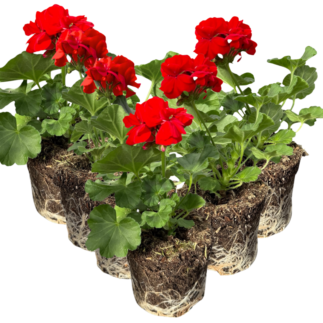 Pelargonium ‘Senna’ — Tender Perennial (grown as bedding), Bee-Friendly, 10.5cm Pot (Set of 3 or 6)