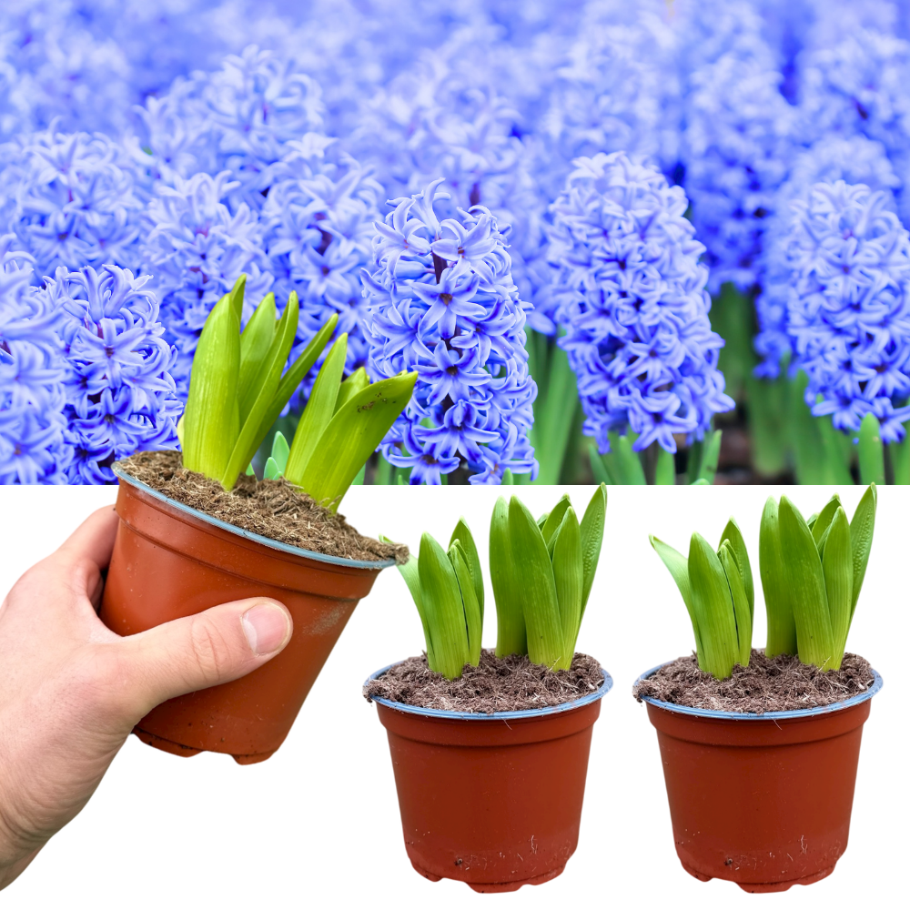 Hyacinth 'Light Blue' — Hardy Bulb, Bee-Friendly, 1L Pot (3 bulbs per pot, Set of 3)