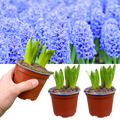 Hyacinth 'Light Blue' — Hardy Bulb, Bee-Friendly, 1L Pot (3 bulbs per pot, Set of 3)