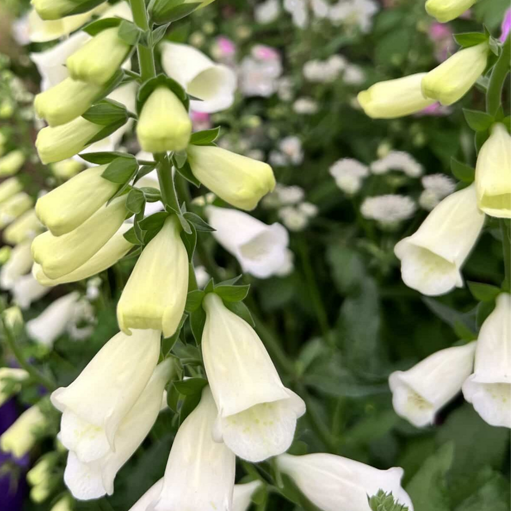 Foxglove ‘White’ — Short-lived Herbaceous Perennial Or Biennial, 1L Pot (Set of 3 or 6)