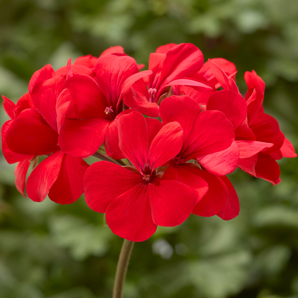 Pelargonium ‘Landscape Fire’ — Tender Perennial (grown as bedding), Bee-Friendly, 1L Pot (Set of 3 or 6)