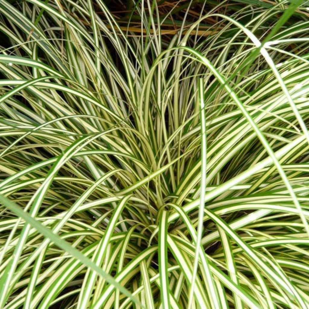 Carex ‘Evergold’ — Hardy Perennial, Bee-Friendly, 2L Pot