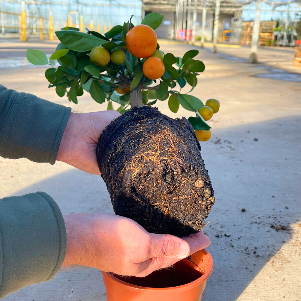 Mini Calamondin Tree (× Citrofortunella mitis) — Tender Evergreen Fruit Tree, 15cm Pot
