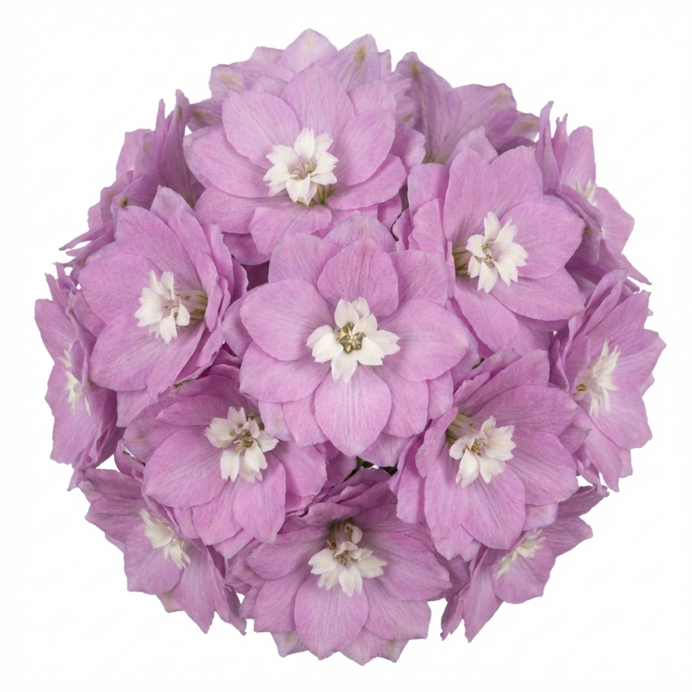 Delphinium ‘Lilac Rose White’ — Herbaceous Perennial, Bee-Friendly, 1L Pot (Set of 3 or 6)