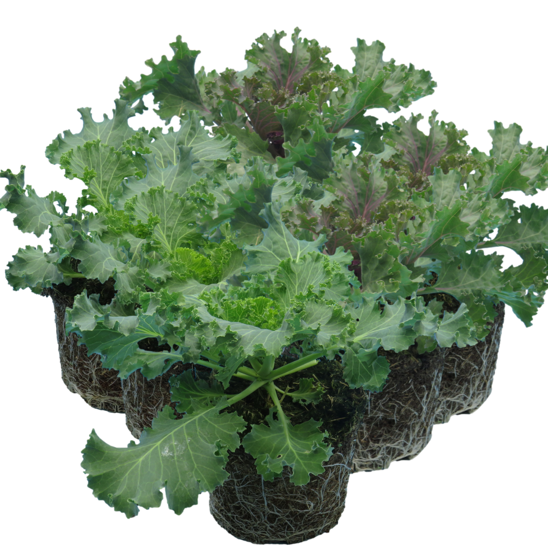 Ornamental ‘Cabbage Growers’ — Hardy Perennial, 1L Pot