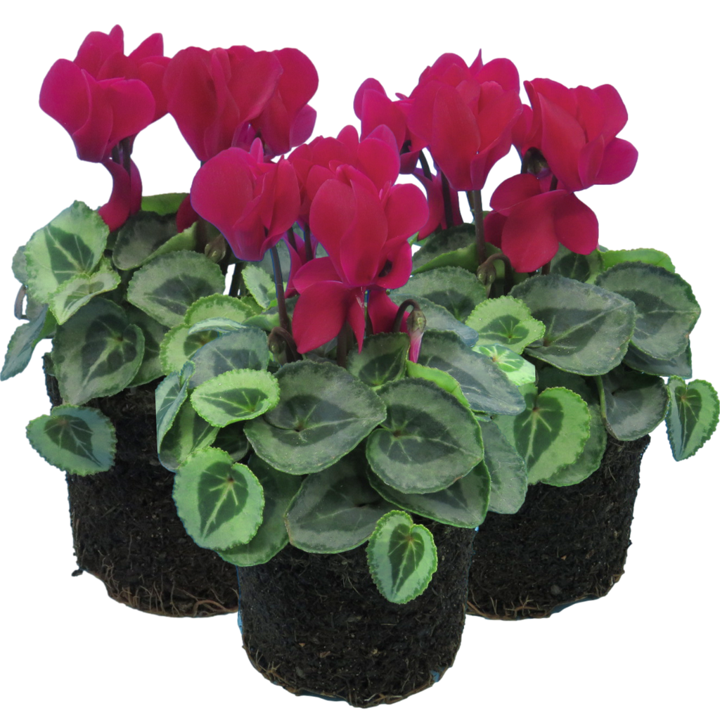 Cyclamen ‘Metis Decora Magenta’ — Tender Pot Plant (perennial in mild climates), 10.5cm Pot (Set of 3 or 6)