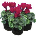 Cyclamen ‘Metis Decora Magenta’ — Tender Pot Plant (perennial in mild climates), 10.5cm Pot (Set of 3 or 6)