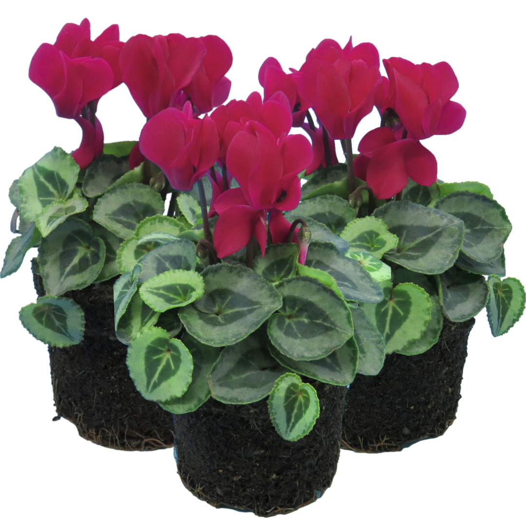 Cyclamen ‘Metis Decora Magenta’ — Tender Pot Plant (perennial in mild climates), 10.5cm Pot (Set of 3 or 6)