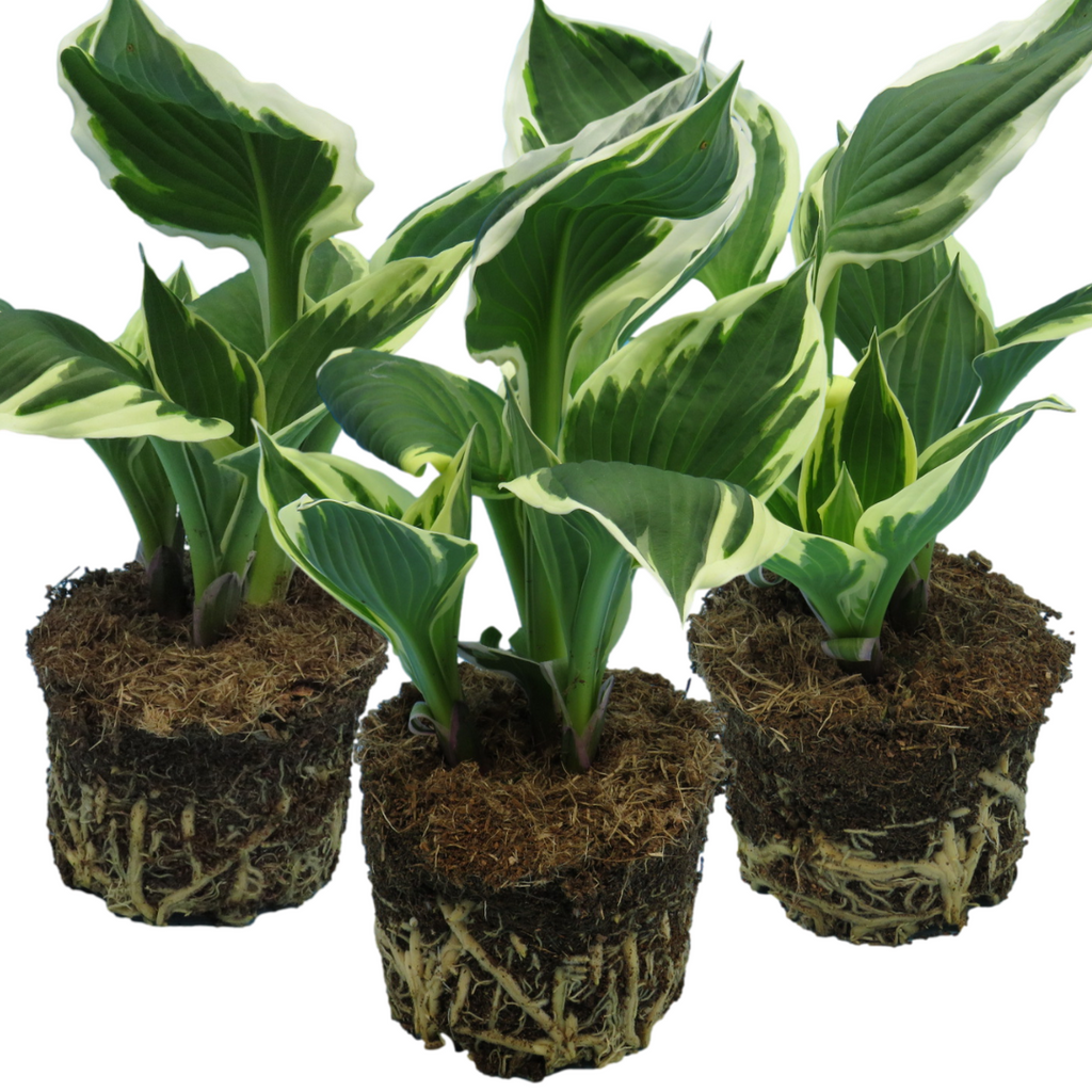 Hosta ‘Francee’ — Hardy Herbaceous Perennial, Bee-Friendly, 1L Pot (Set of 3 or 6)