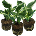 Hosta ‘Francee’ — Hardy Herbaceous Perennial, Bee-Friendly, 1L Pot (Set of 3 or 6)