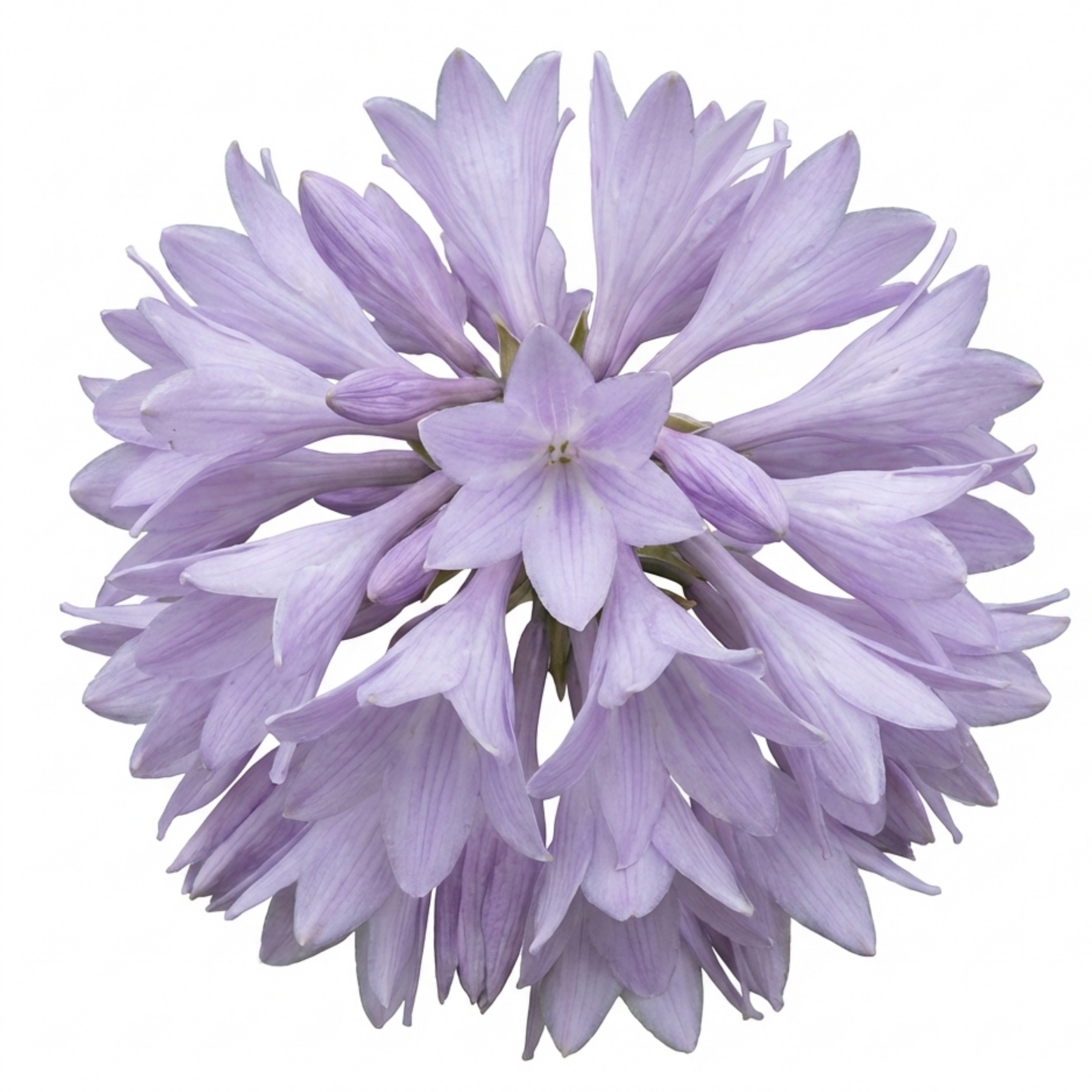 Hosta 'Paul's Glory' — Plantain Lily, Hardy Perennial, 1L Pot (Set of 3 or 6)